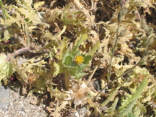 Blessed Thistle