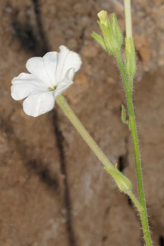 Wild Tobacco