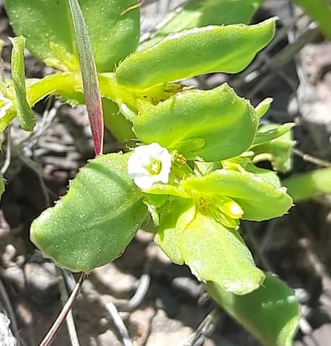 Sclerophylax adnatifolius
