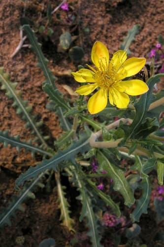 Dwarf Mentzelia