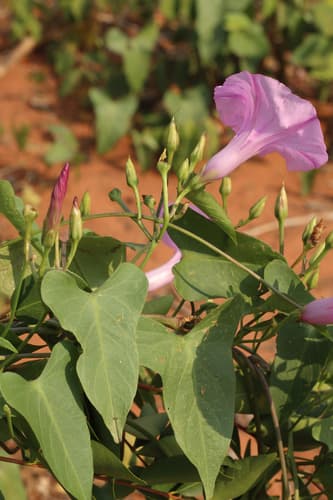 Ipomoea maurandioides