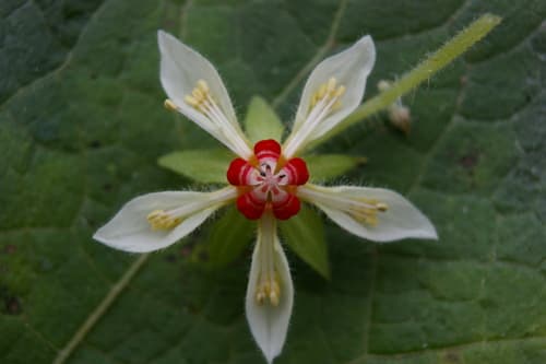 Nasa Contumazensis