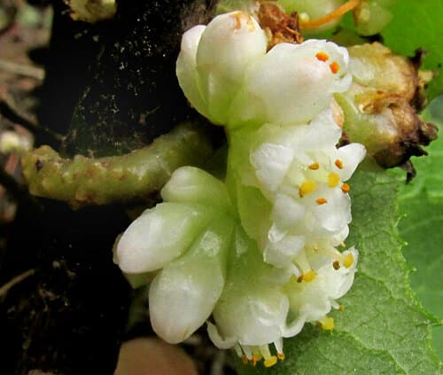 Cuscuta rugosiceps