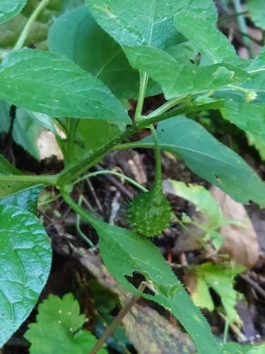 Withania echinata