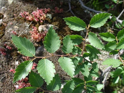 Sicilian zelkova