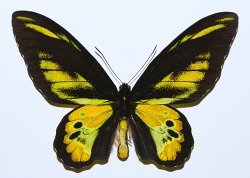 Rothschild's Birdwing