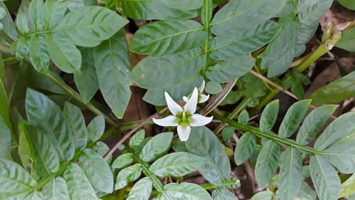 Solanum reptans