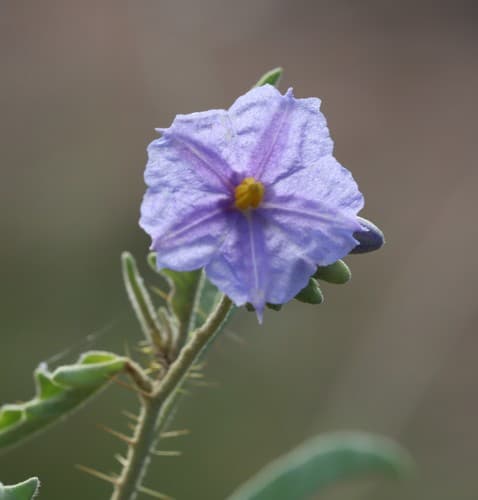 Solanum carduiforme