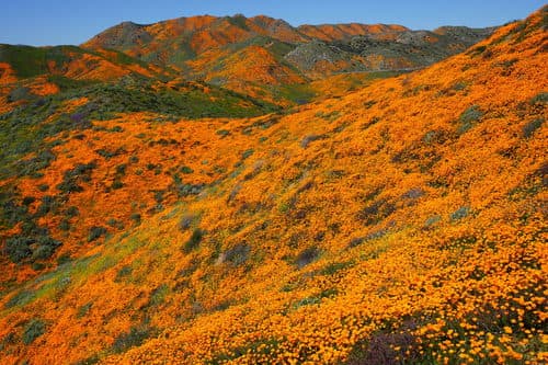California Poppy