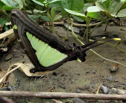 Eurytides leucaspis