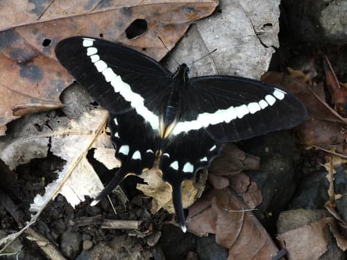 Cream-banded Swordtail