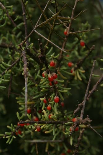 Desert Wolfberry