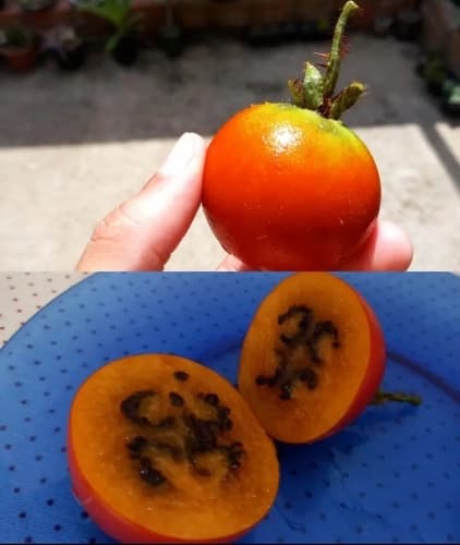 Solanum paraibanum