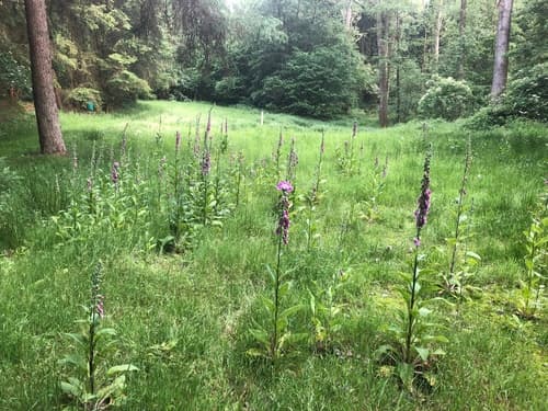 Foxglove