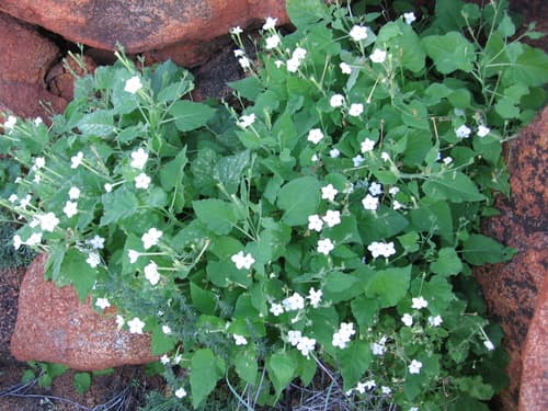 Nicotiana umbratica