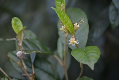 Solanum swartzianum