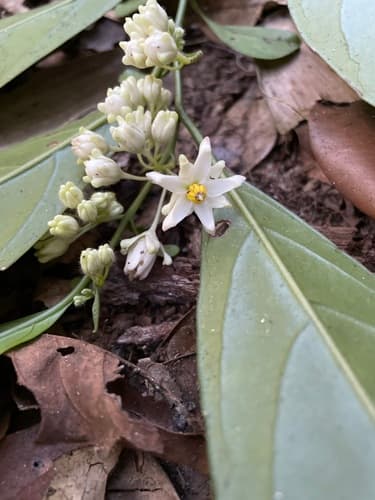 Solanum warmingii