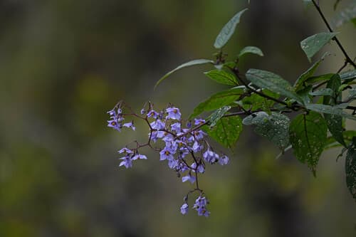 Solanum runsoriense