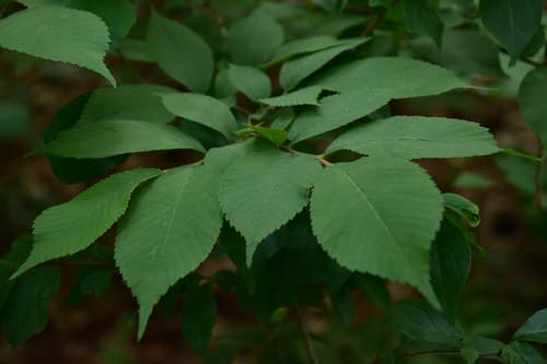 Chenmou Elm
