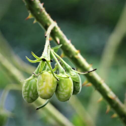 Solanum neei