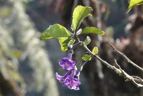 Iochroma nitidum