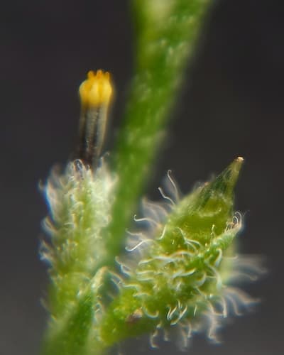 Melananthus ulei