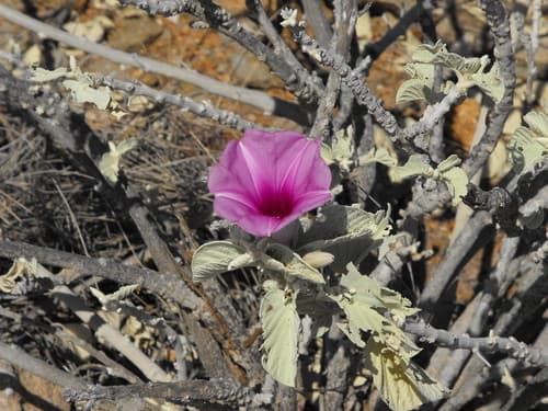 Ipomoea yardiensis