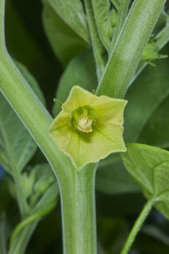 Physalis ignota