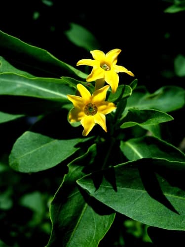 Cestrum decurrens