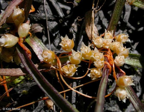 Western Dodder