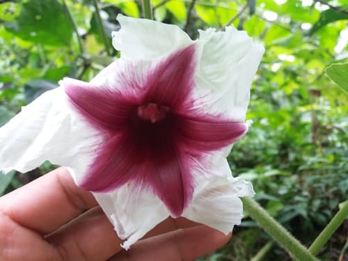 Ipomoea paradae