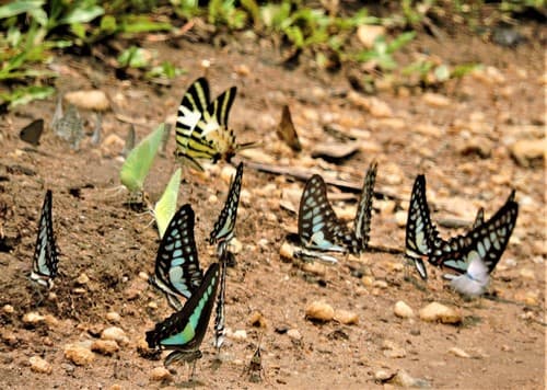 Scarce Jay