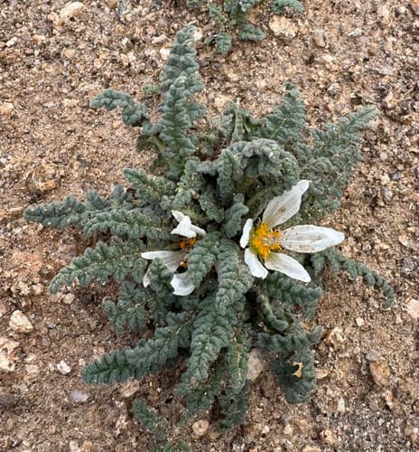 Caiophora nivalis
