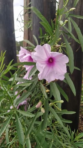 Ipomoea malvaeoides