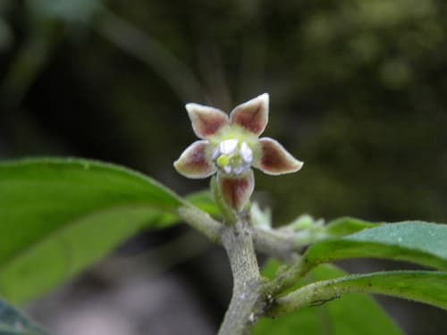 Deprea pecaensis