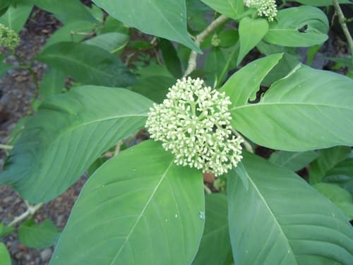 Hydrangea preslii