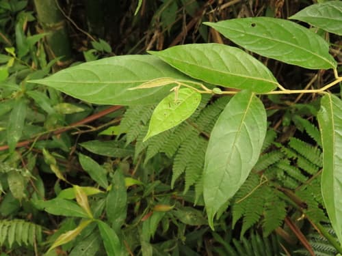 Solanum lepidotum