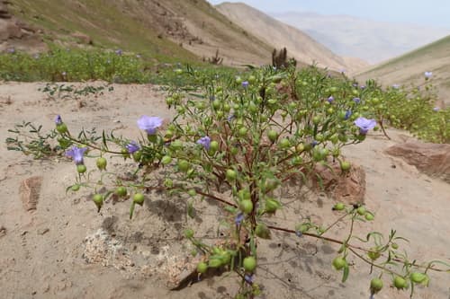 Nolana chancoana