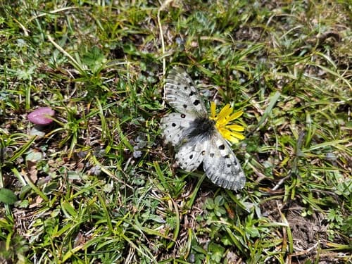 Dandelion