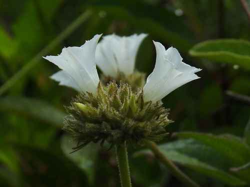 Jacquemontia guianensis
