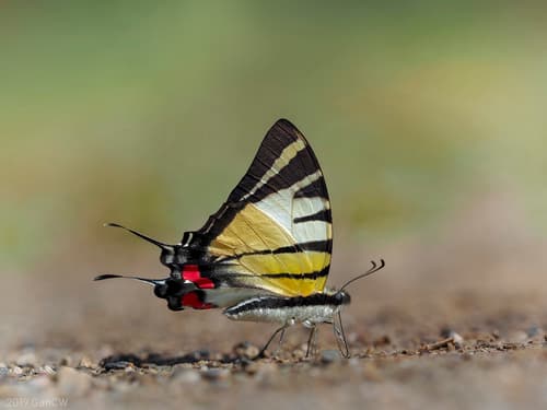 Kinabalu Swordtail