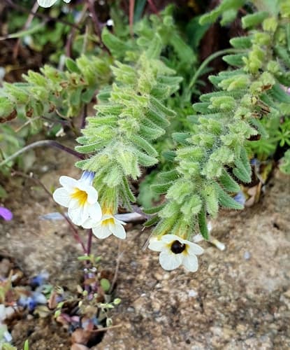 Alkanet