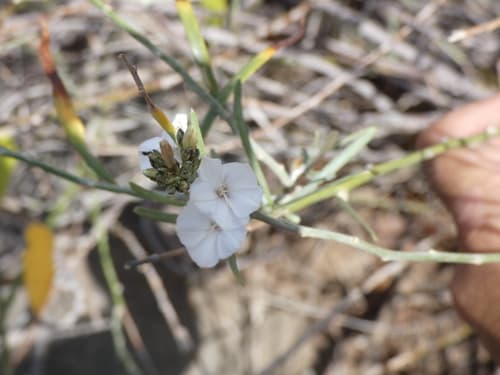 Convolvulus scoparius
