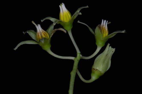 Solanum nemorense