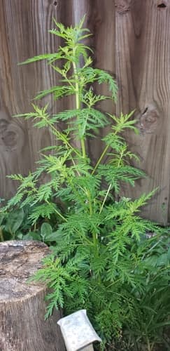 Sweet wormwood