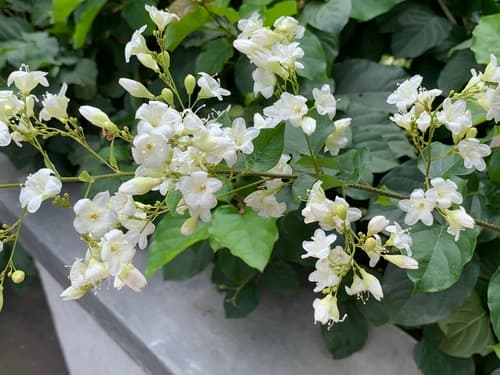 Porana volubilis