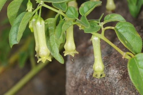Salpichroa scandens
