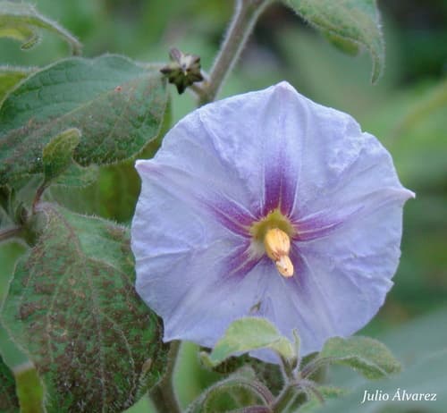 Lycianthes pringlei