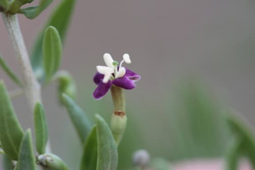 Lycium truncatum