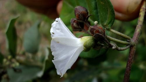 Silky Jacquemontia
